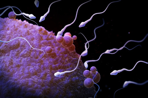 畸形精子可以受孕吗