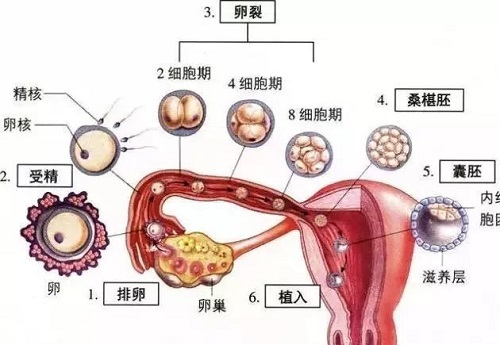 输卵管和卵巢被称为子宫附件