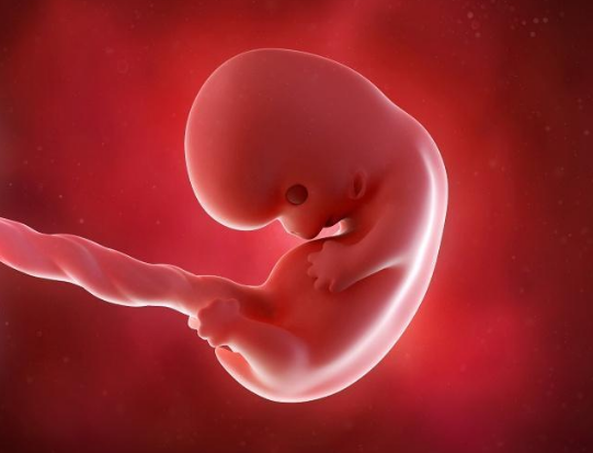 怀孕多长时间有胎心胎芽