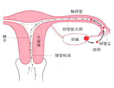 输卵管一般要通几次才能正常怀孕？